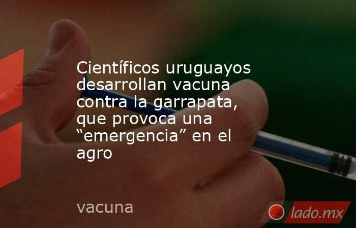 Científicos uruguayos desarrollan vacuna contra la garrapata, que provoca una “emergencia” en el agro. Noticias en tiempo real