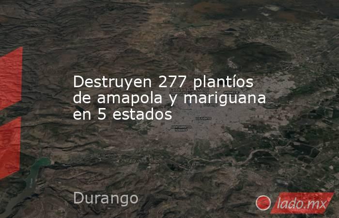 Destruyen 277 plantíos de amapola y mariguana en 5 estados. Noticias en tiempo real