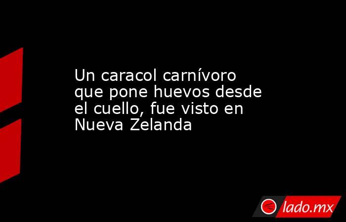 Un caracol carnívoro que pone huevos desde el cuello, fue visto en Nueva Zelanda. Noticias en tiempo real