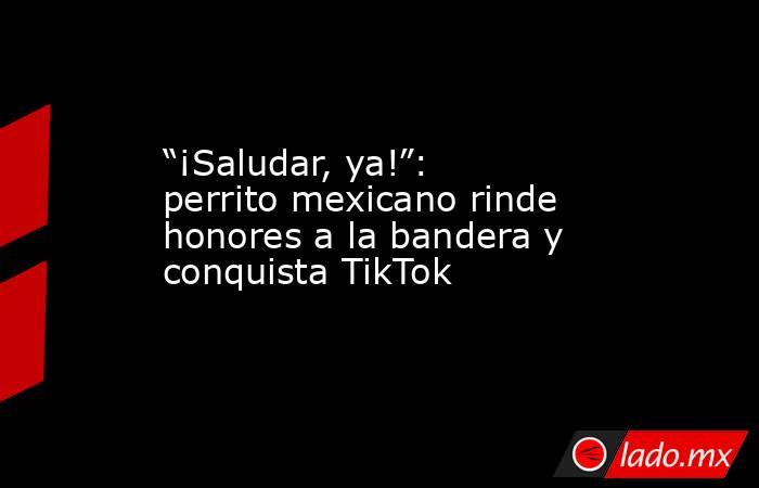 “¡Saludar, ya!”: perrito mexicano rinde honores a la bandera y conquista TikTok. Noticias en tiempo real