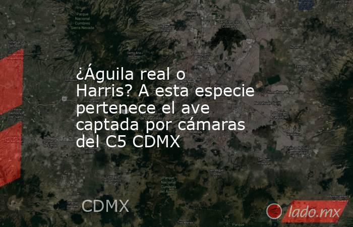 ¿Águila real o Harris? A esta especie pertenece el ave captada por cámaras del C5 CDMX. Noticias en tiempo real