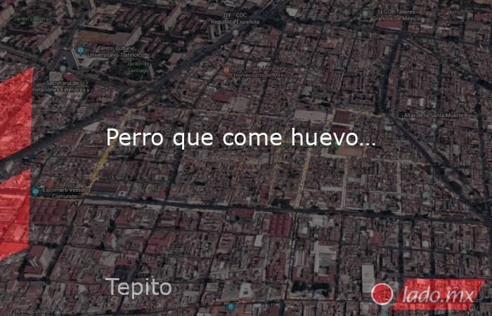 Perro que come huevo…. Noticias en tiempo real
