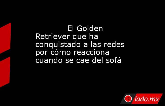                                                                                     El Golden Retriever que ha conquistado a las redes por cómo reacciona cuando se cae del sofá                                                                               . Noticias en tiempo real