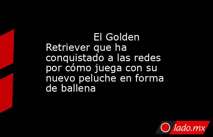                                                                                       El Golden Retriever que ha conquistado a las redes por cómo juega con su nuevo peluche en forma de ballena                                                               . Noticias en tiempo real