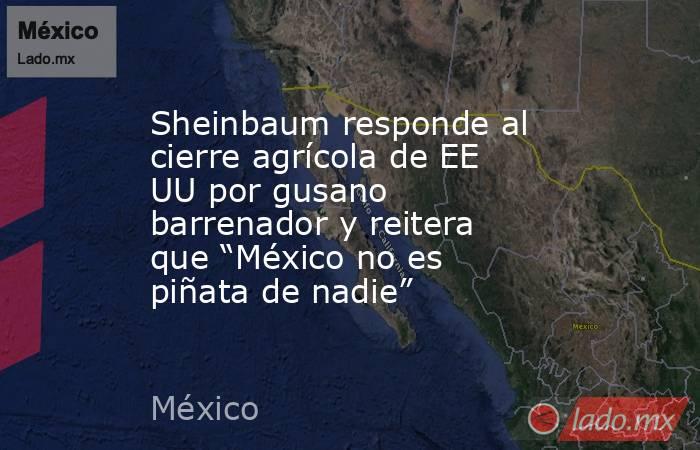Sheinbaum responde al cierre agrícola de EE UU por gusano barrenador y reitera que “México no es piñata de nadie”. Noticias en tiempo real