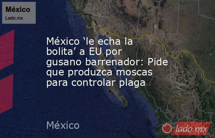 México ‘le echa la bolita’ a EU por gusano barrenador: Pide que produzca moscas para controlar plaga. Noticias en tiempo real