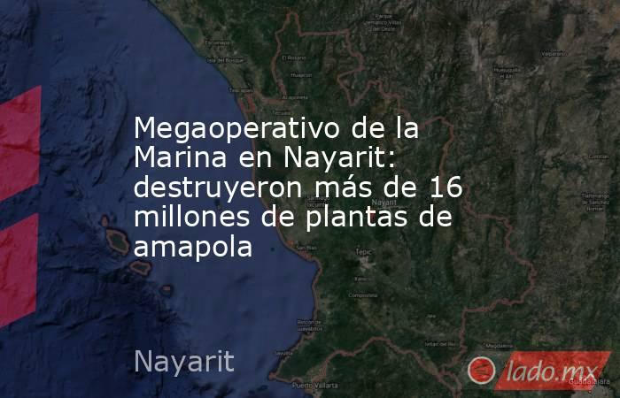 Megaoperativo de la Marina en Nayarit: destruyeron más de 16 millones de plantas de amapola. Noticias en tiempo real