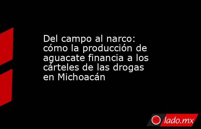 Del campo al narco: cómo la producción de aguacate financia a los cárteles de las drogas en Michoacán. Noticias en tiempo real