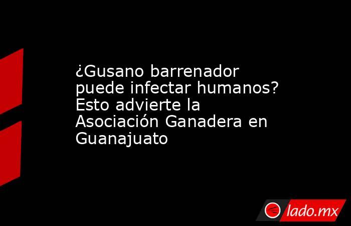 ¿Gusano barrenador puede infectar humanos? Esto advierte la Asociación Ganadera en Guanajuato. Noticias en tiempo real