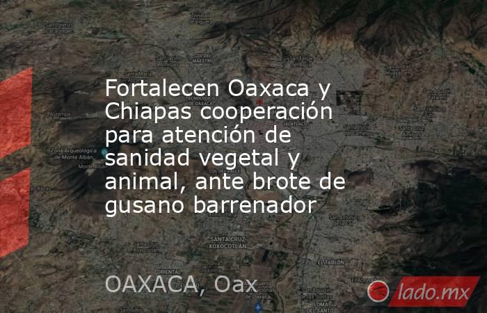 Fortalecen Oaxaca y Chiapas cooperación para atención de sanidad vegetal y animal, ante brote de gusano barrenador. Noticias en tiempo real