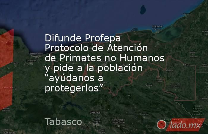 Difunde Profepa Protocolo de Atención de Primates no Humanos y pide a la población “ayúdanos a protegerlos”. Noticias en tiempo real
