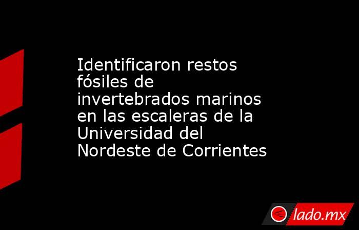 Identificaron restos fósiles de invertebrados marinos en las escaleras de la Universidad del Nordeste de Corrientes. Noticias en tiempo real