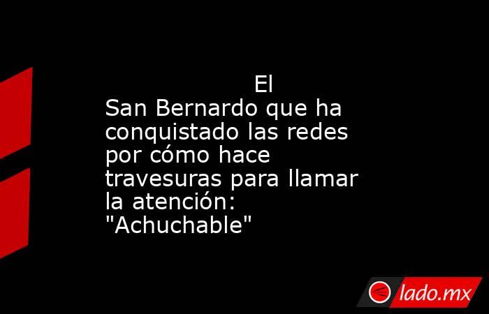                                                                                            El San Bernardo que ha conquistado las redes por cómo hace travesuras para llamar la atención: 