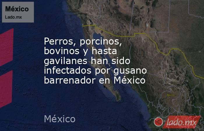 Perros, porcinos, bovinos y hasta gavilanes han sido infectados por gusano barrenador en México. Noticias en tiempo real