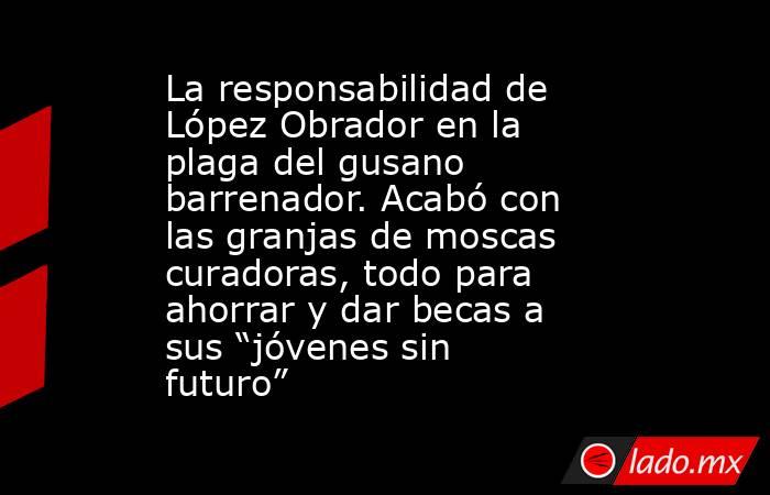La responsabilidad de López Obrador en la plaga del gusano barrenador. Acabó con las granjas de moscas curadoras, todo para ahorrar y dar becas a sus “jóvenes sin futuro”. Noticias en tiempo real