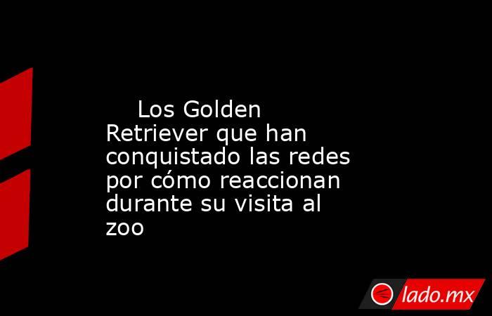                                                                                                     Los Golden Retriever que han conquistado las redes por cómo reaccionan durante su visita al zoo                                                            . Noticias en tiempo real