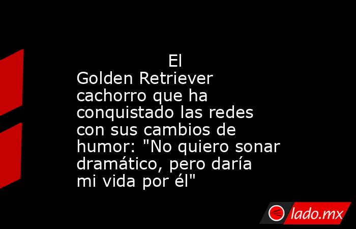                                                                                         El Golden Retriever cachorro que ha conquistado las redes con sus cambios de humor: 