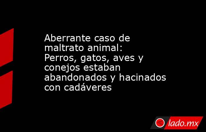 Aberrante caso de maltrato animal:  Perros, gatos, aves y conejos estaban abandonados y hacinados con cadáveres. Noticias en tiempo real