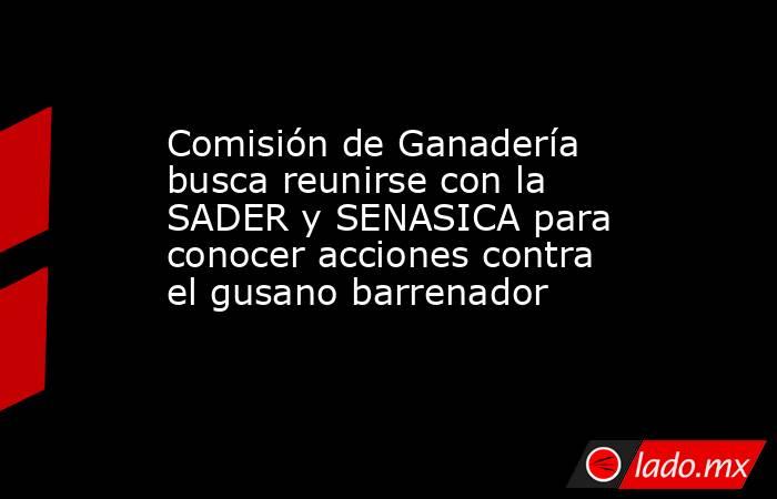 Comisión de Ganadería busca reunirse con la SADER y SENASICA para conocer acciones contra el gusano barrenador. Noticias en tiempo real