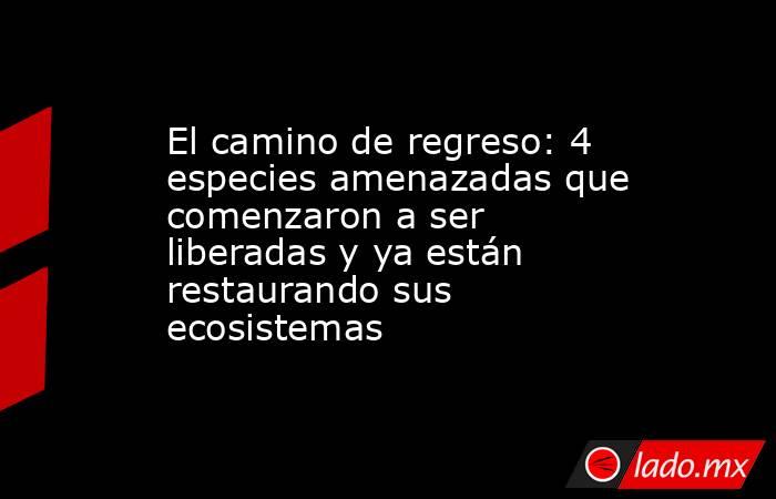 El camino de regreso: 4 especies amenazadas que comenzaron a ser liberadas y ya están restaurando sus ecosistemas. Noticias en tiempo real
