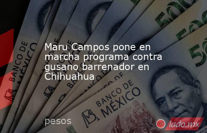 Maru Campos pone en marcha programa contra gusano barrenador en Chihuahua. Noticias en tiempo real