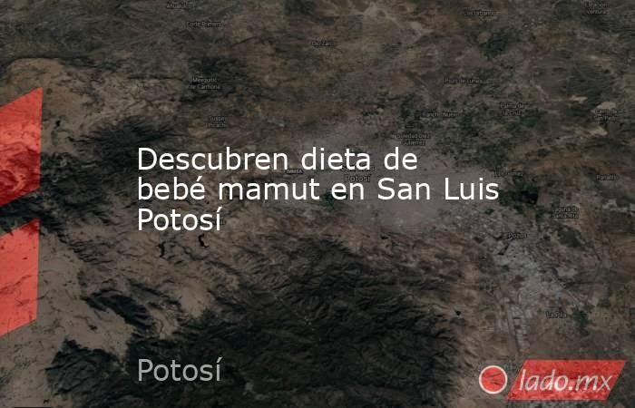 Descubren dieta de bebé mamut en San Luis Potosí. Noticias en tiempo real