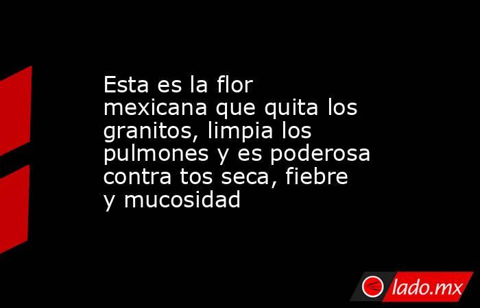 Esta es la flor mexicana que quita los granitos, limpia los pulmones y es poderosa contra tos seca, fiebre y mucosidad . Noticias en tiempo real