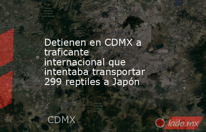 Detienen en CDMX a traficante internacional que intentaba transportar 299 reptiles a Japón. Noticias en tiempo real