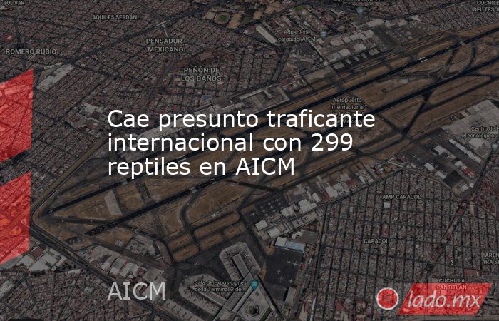Cae presunto traficante internacional con 299 reptiles en AICM. Noticias en tiempo real