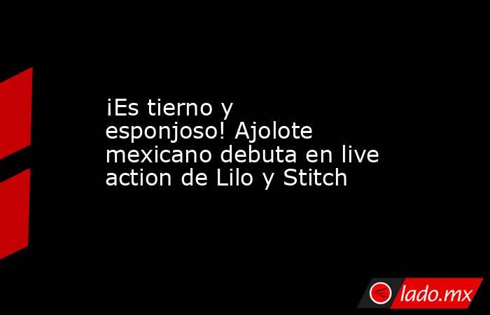 ¡Es tierno y esponjoso! Ajolote mexicano debuta en live action de Lilo y Stitch. Noticias en tiempo real