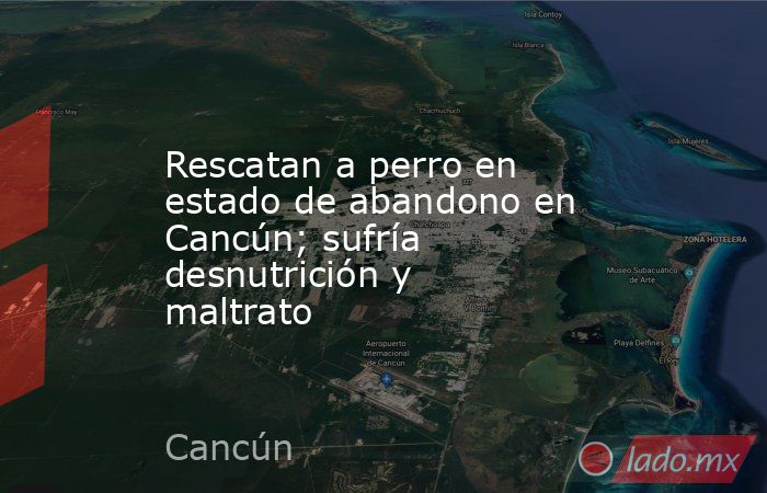 Rescatan a perro en estado de abandono en Cancún; sufría desnutrición y maltrato. Noticias en tiempo real