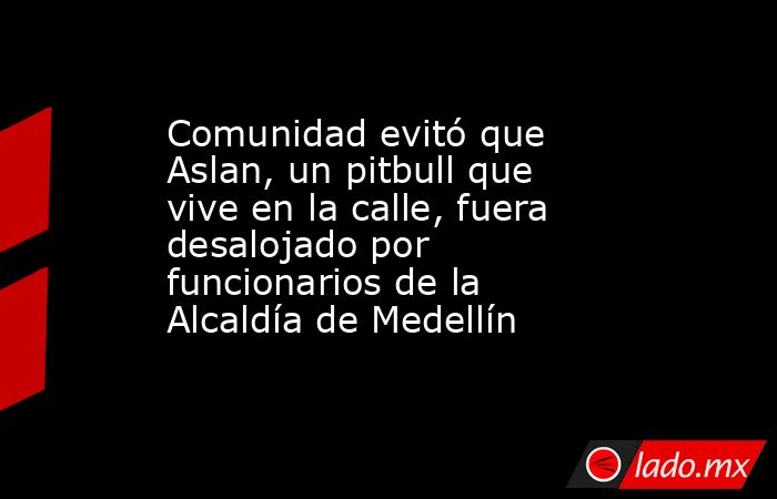 Comunidad evitó que Aslan, un pitbull que vive en la calle, fuera desalojado por funcionarios de la Alcaldía de Medellín. Noticias en tiempo real