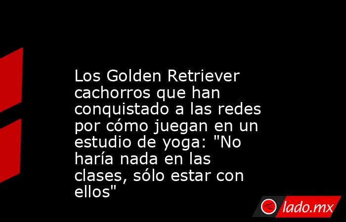                                                                                              Los Golden Retriever cachorros que han conquistado a las redes por cómo juegan en un estudio de yoga: 