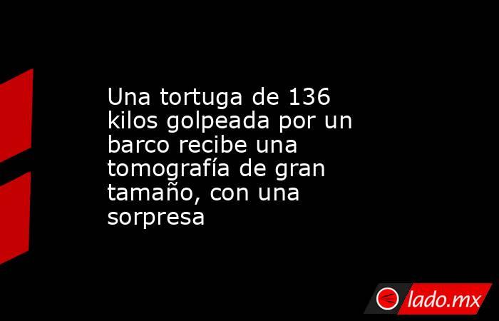 Una tortuga de 136 kilos golpeada por un barco recibe una tomografía de gran tamaño, con una sorpresa. Noticias en tiempo real