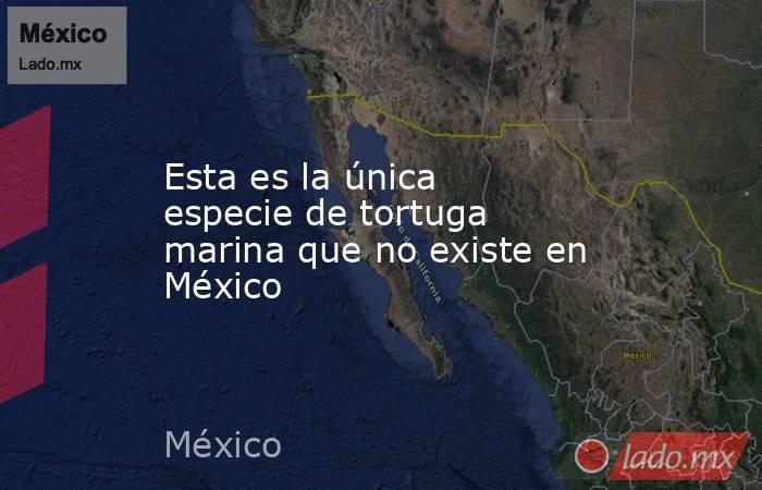 Esta es la única especie de tortuga marina que no existe en México. Noticias en tiempo real