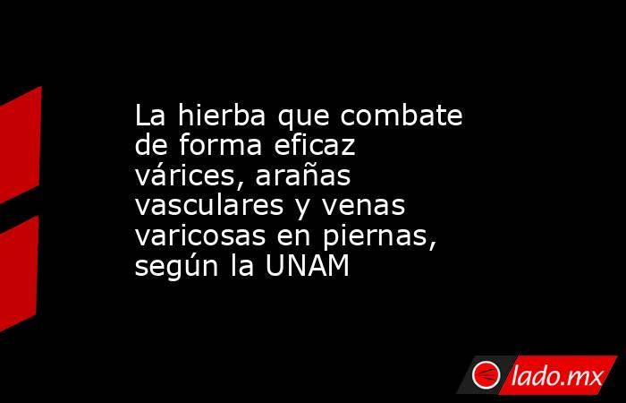 La hierba que combate de forma eficaz várices, arañas vasculares y venas varicosas en piernas, según la UNAM  . Noticias en tiempo real