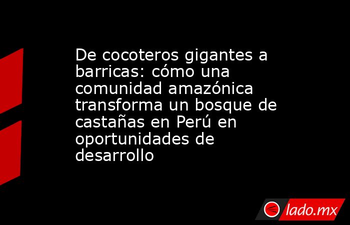 De cocoteros gigantes a barricas: cómo una comunidad amazónica transforma un bosque de castañas en Perú en oportunidades de desarrollo. Noticias en tiempo real