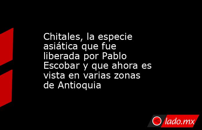 Chitales, la especie asiática que fue liberada por Pablo Escobar y que ahora es vista en varias zonas de Antioquia. Noticias en tiempo real