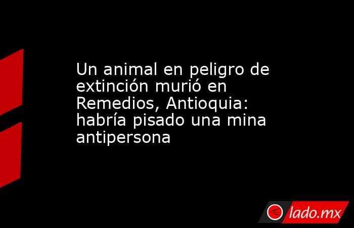 Un animal en peligro de extinción murió en Remedios, Antioquia: habría pisado una mina antipersona . Noticias en tiempo real