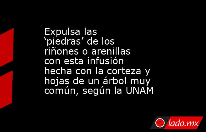 Expulsa las ‘piedras’ de los riñones o arenillas con esta infusión hecha con la corteza y hojas de un árbol muy común, según la UNAM. Noticias en tiempo real