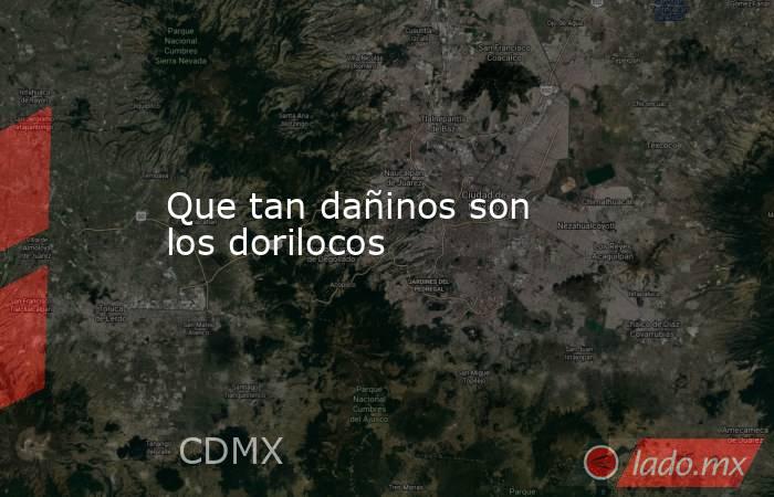 Que tan dañinos son los dorilocos . Noticias en tiempo real