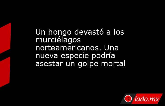 Un hongo devastó a los murciélagos norteamericanos. Una nueva especie podría asestar un golpe mortal. Noticias en tiempo real
