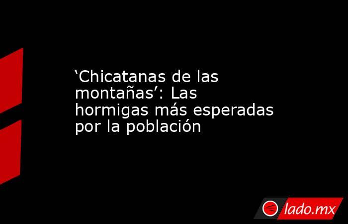 ‘Chicatanas de las montañas’: Las hormigas más esperadas por la población. Noticias en tiempo real