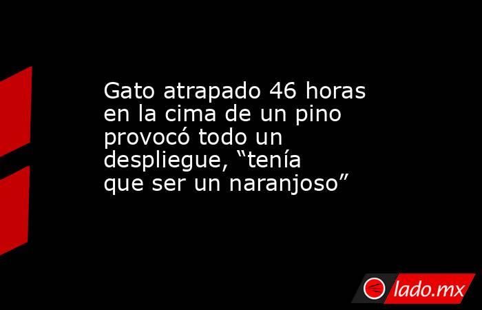 Gato atrapado 46 horas en la cima de un pino provocó todo un despliegue, “tenía que ser un naranjoso”  . Noticias en tiempo real