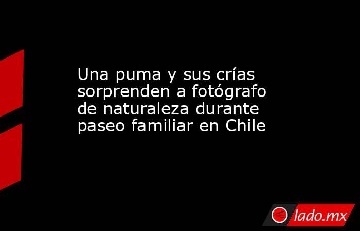 Una puma y sus crías sorprenden a fotógrafo de naturaleza durante paseo familiar en Chile. Noticias en tiempo real