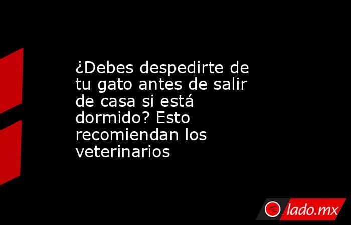 ¿Debes despedirte de tu gato antes de salir de casa si está dormido? Esto recomiendan los veterinarios. Noticias en tiempo real