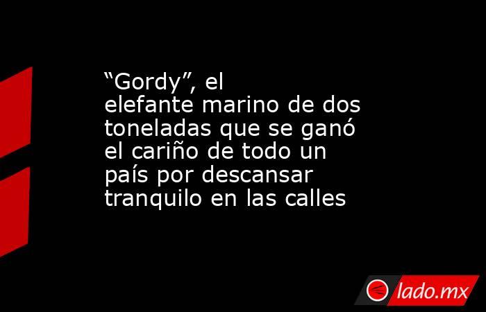 “Gordy”, el elefante marino de dos toneladas que se ganó el cariño de todo un país por descansar tranquilo en las calles. Noticias en tiempo real