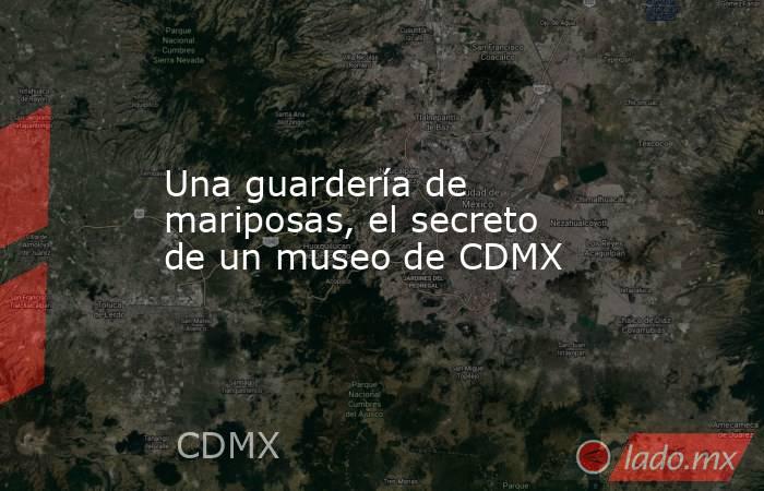 Una guardería de mariposas, el secreto de un museo de CDMX. Noticias en tiempo real
