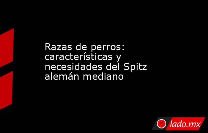 Razas de perros: características y necesidades del Spitz alemán mediano. Noticias en tiempo real