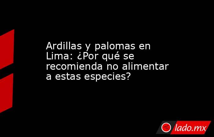 Ardillas y palomas en Lima: ¿Por qué se recomienda no alimentar a estas especies?. Noticias en tiempo real